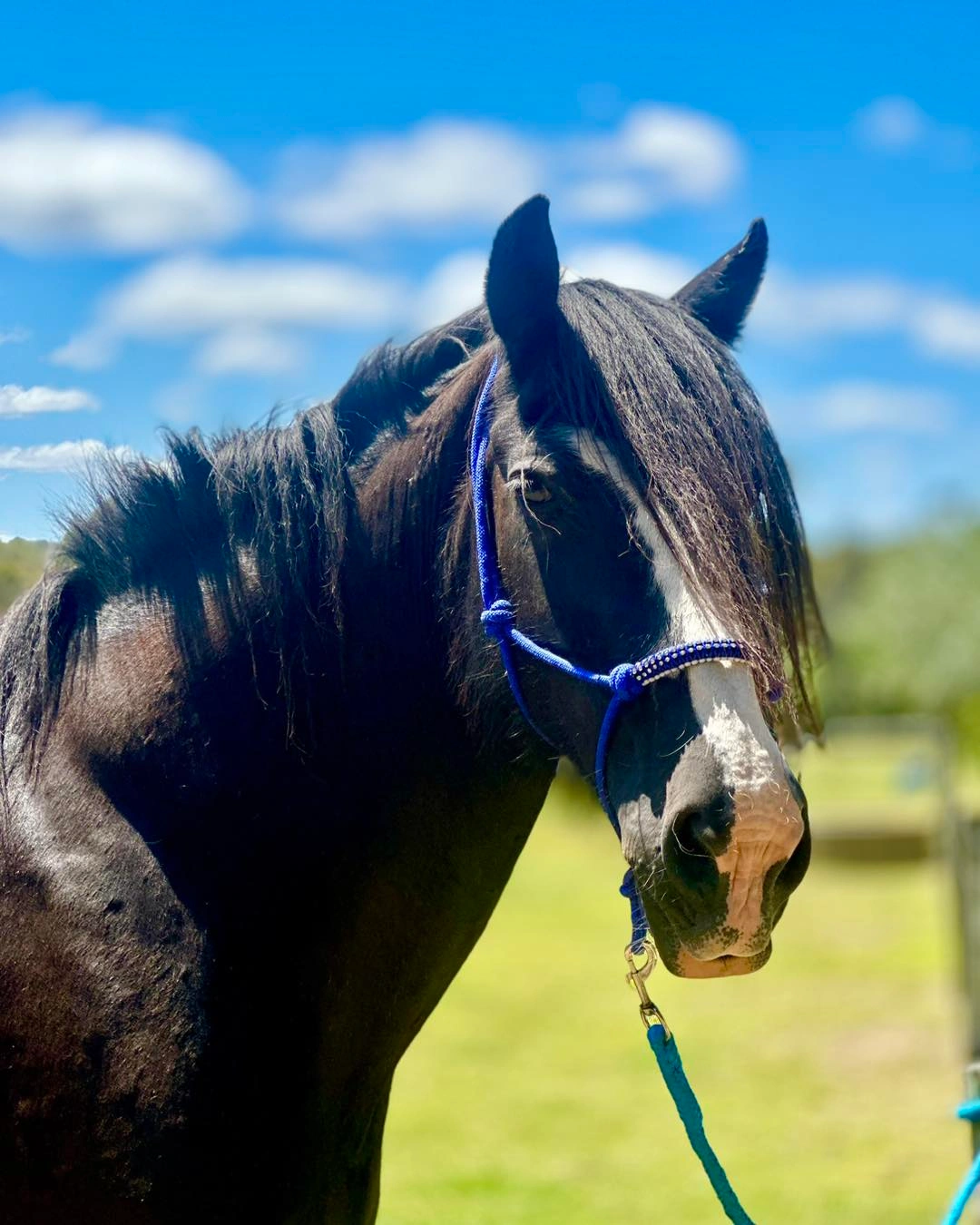 Horse patient in Gippsland