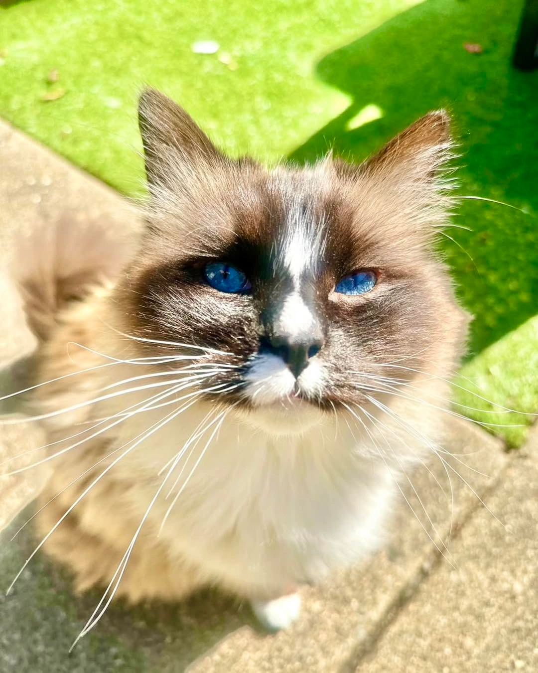 Ragdoll cat patient