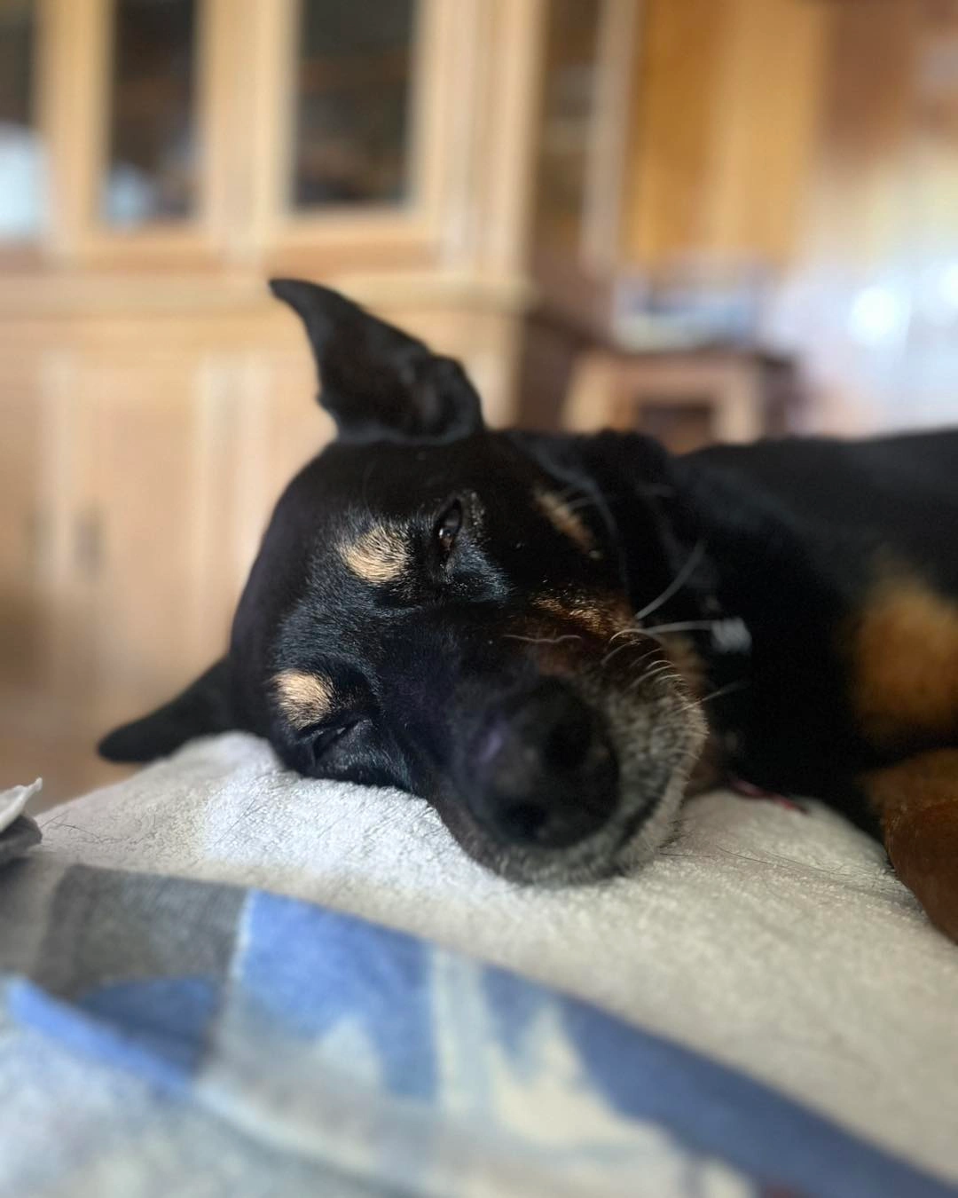 A senior dog resting at home