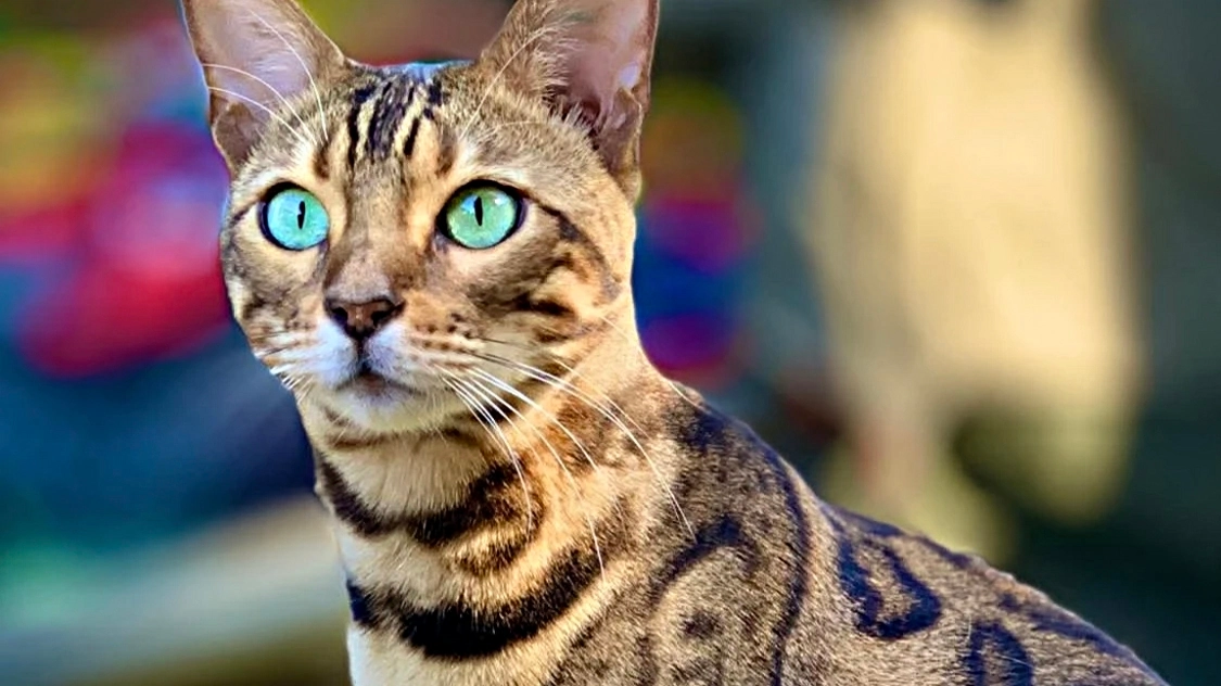 Bengal cat patient