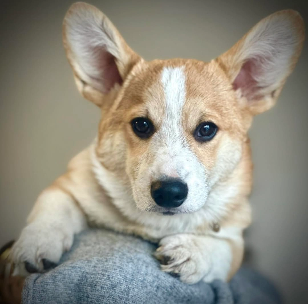 Corgi puppy patient