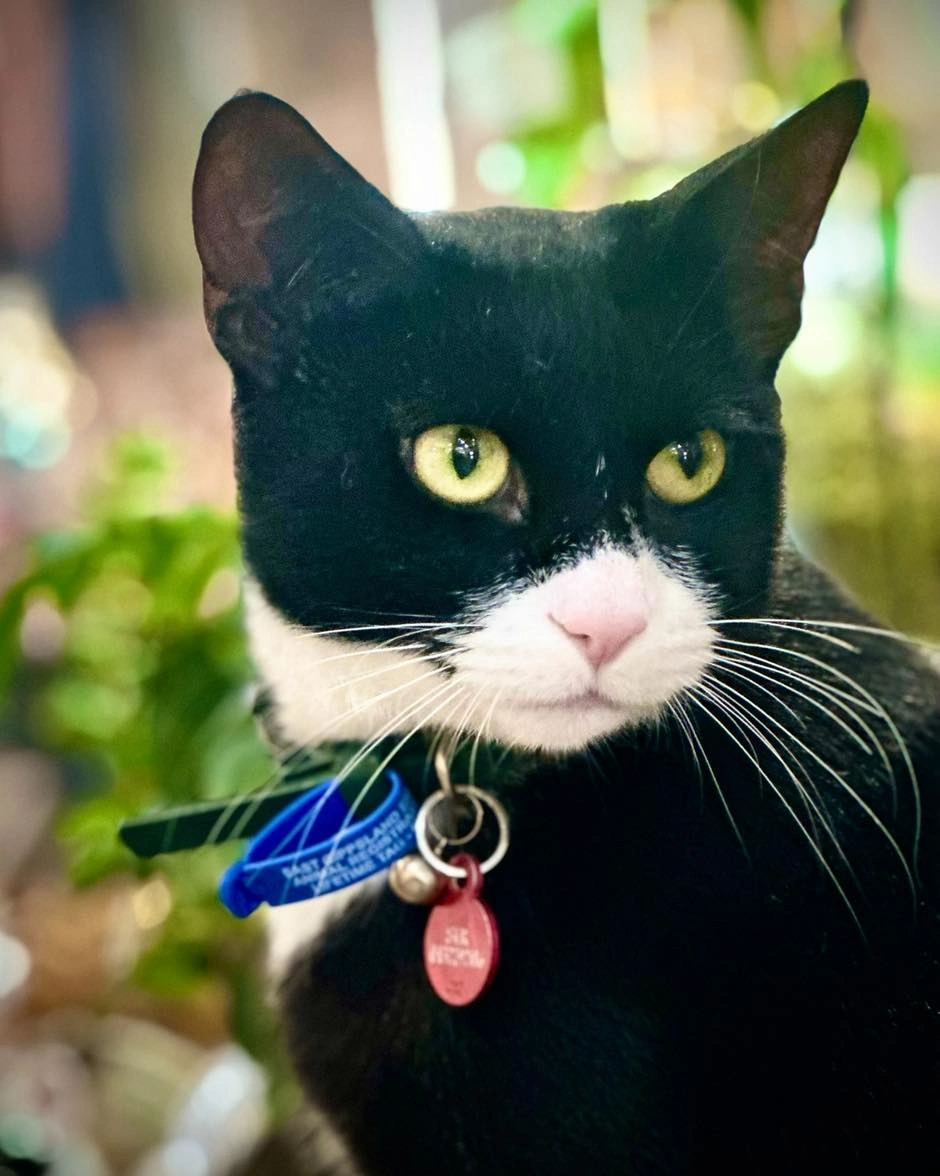 Tuxedo cat patient