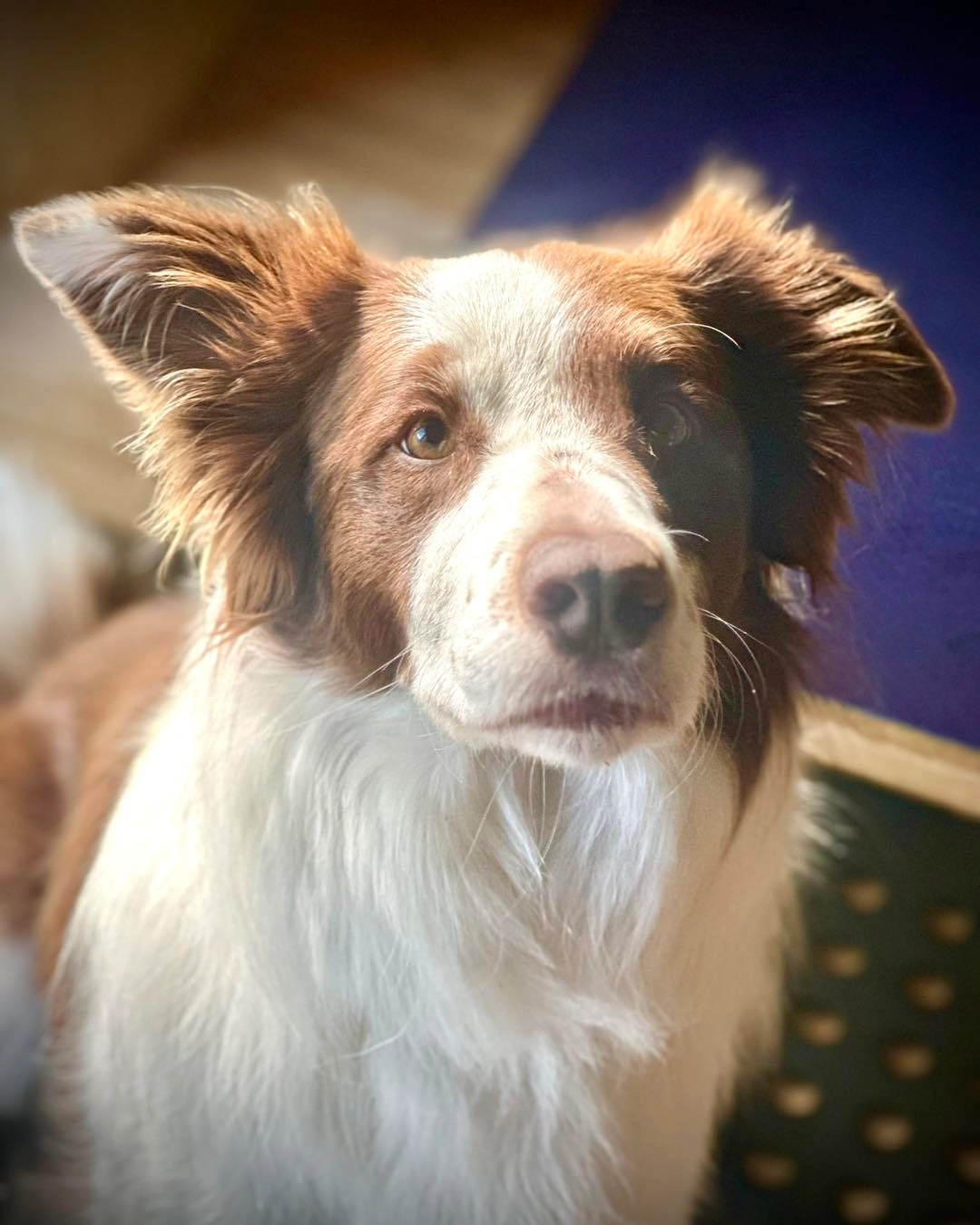 Border collie patient