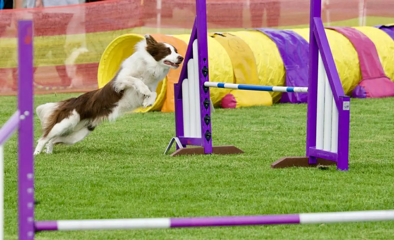 Agility border collie clearing a jump