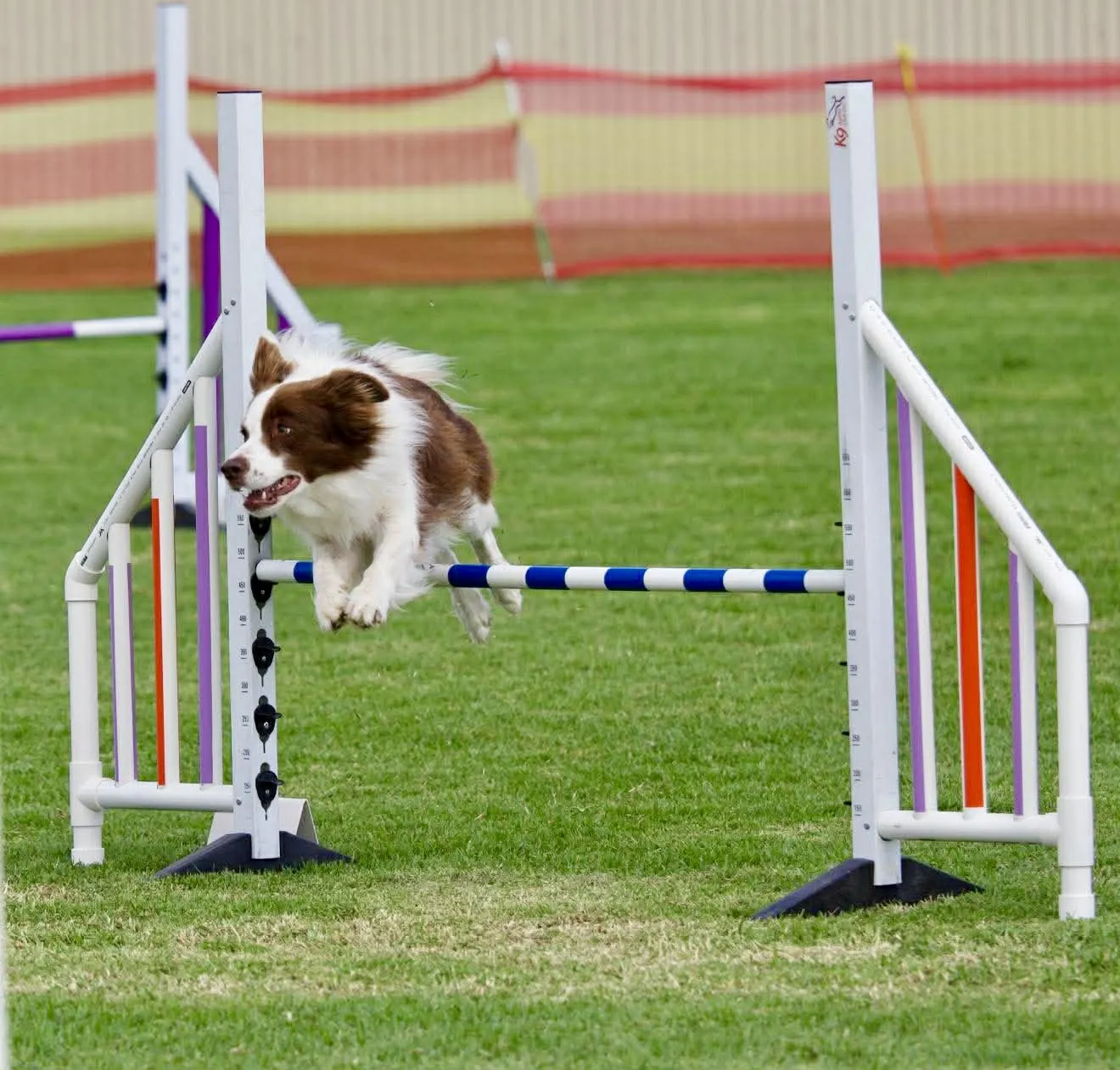 Border collie over an agility jump