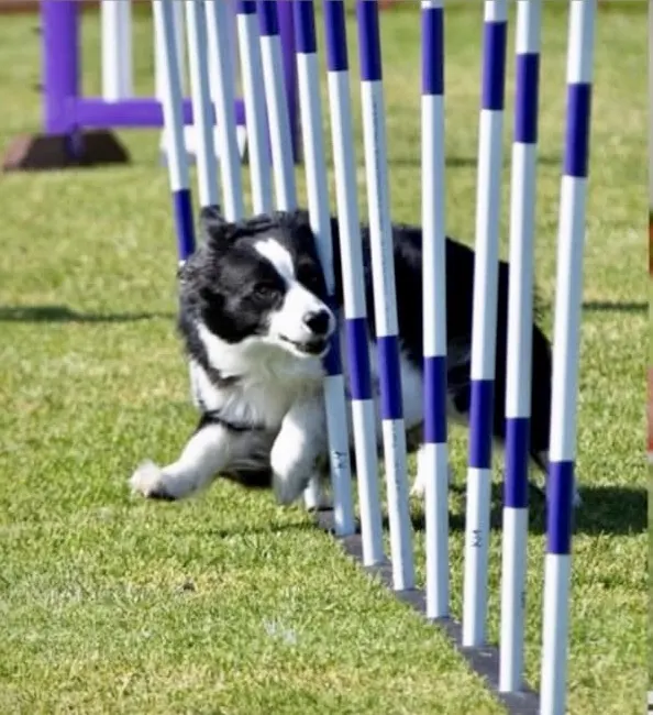 Border collie weaving the agility poles