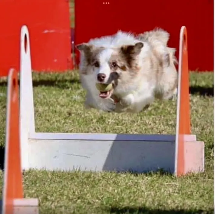 Merle border collie at flyball