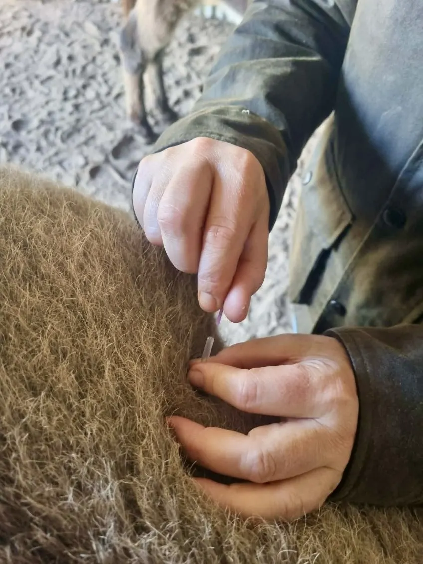 An alpaca receiving acupuncture during a property visit