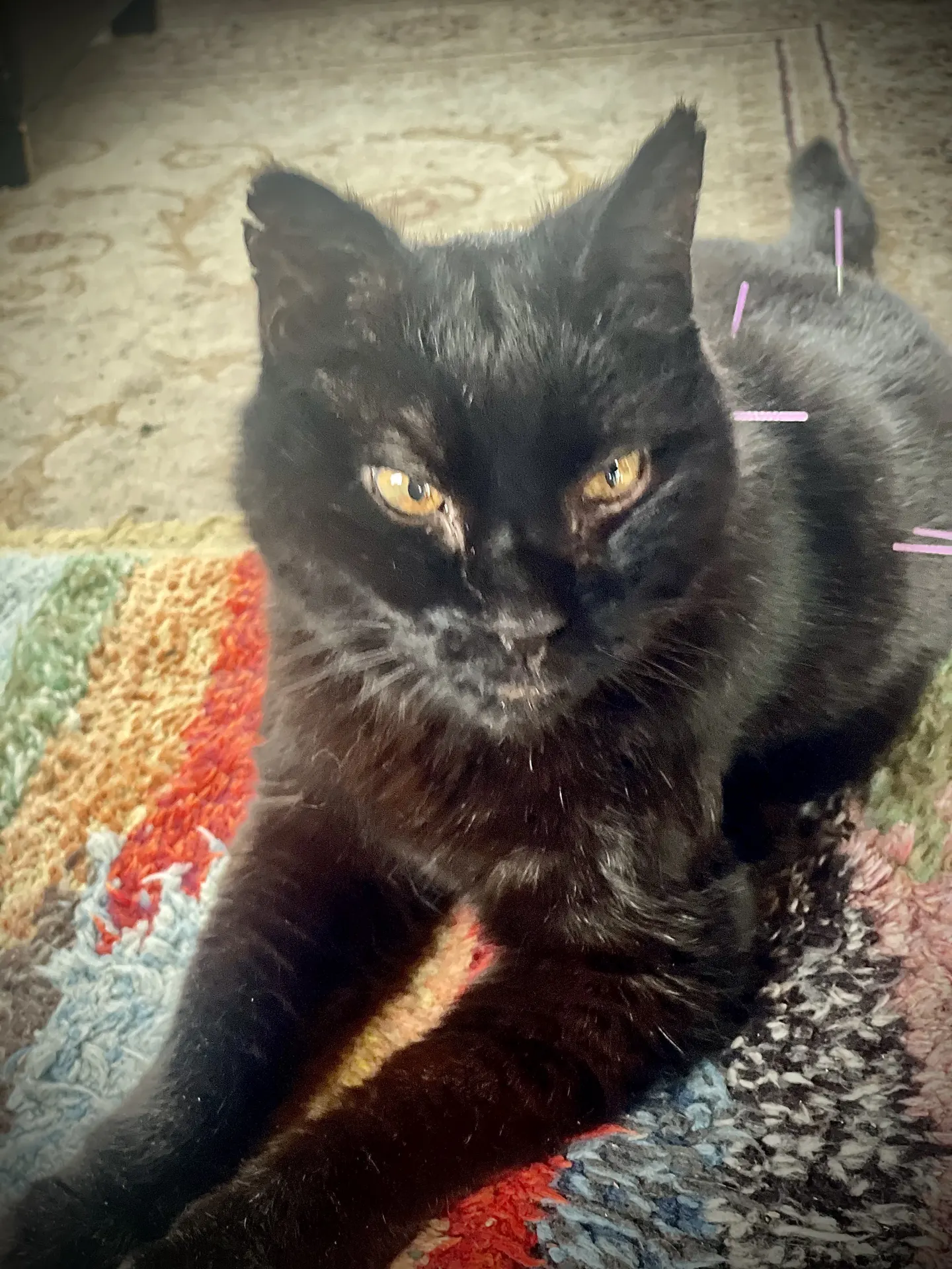 Cat relaxing during an acupuncture session