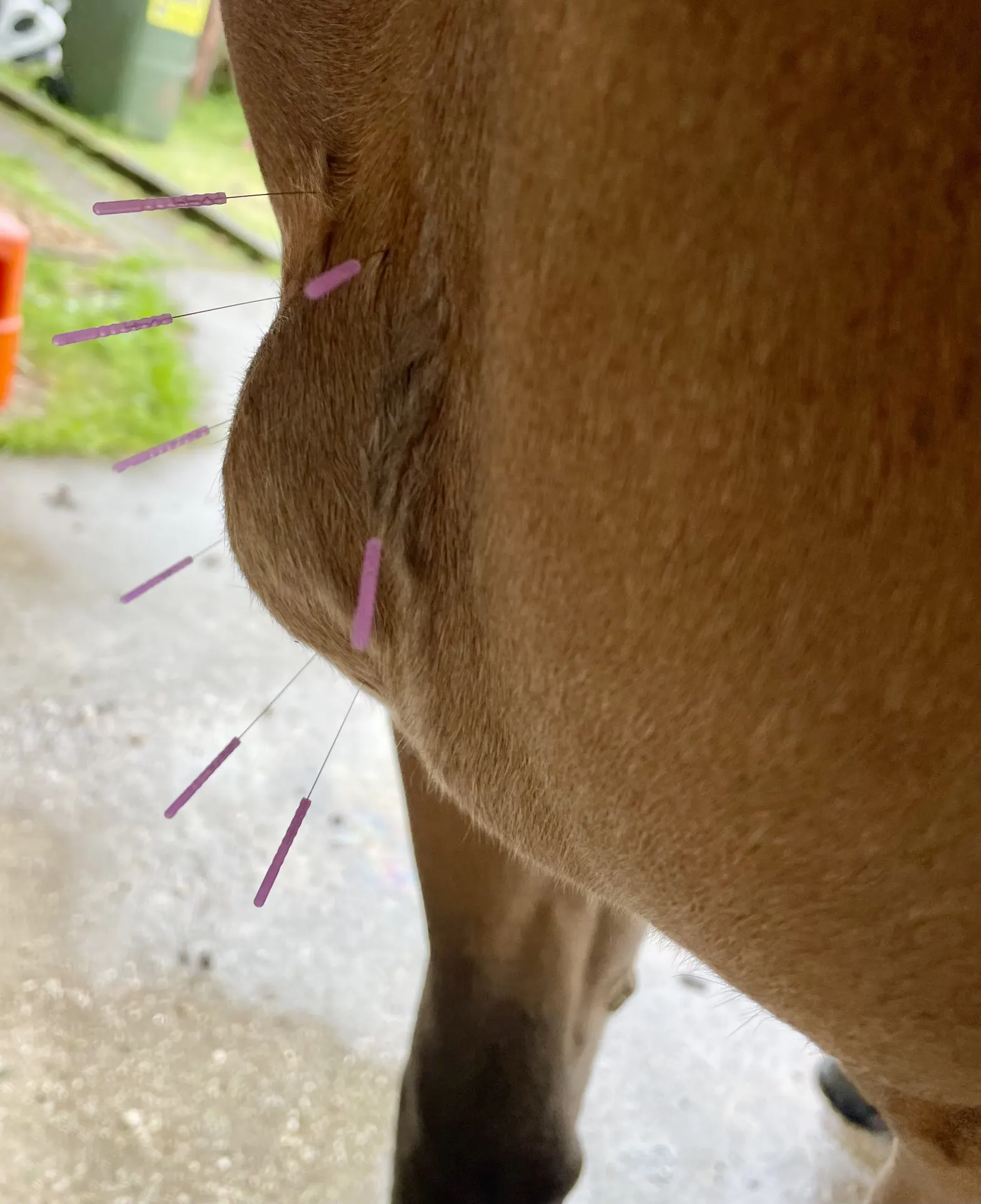 Acupuncture points on a horse