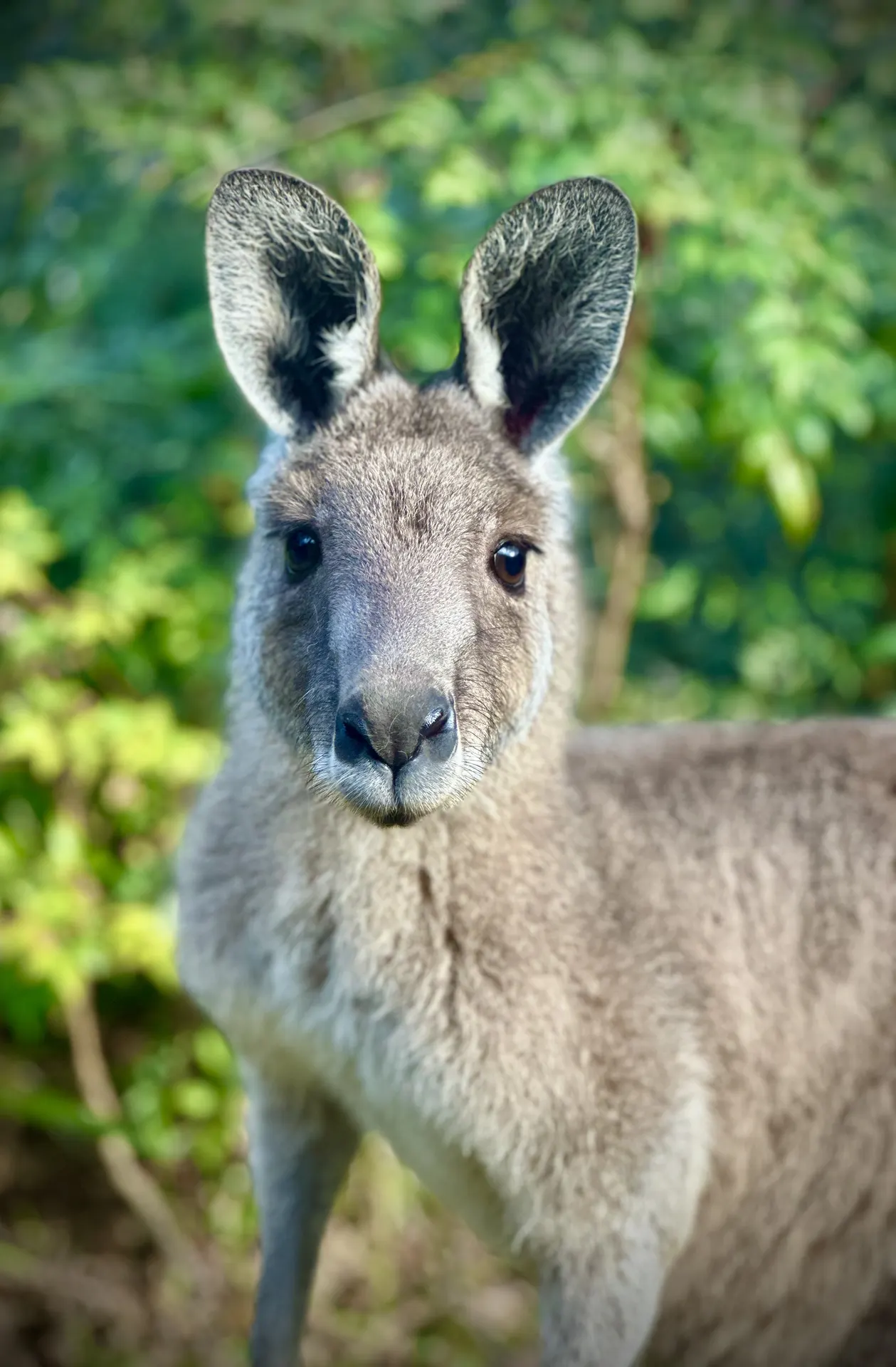 An eastern grey kangaroo, wildlife cared for in East Gippsland
