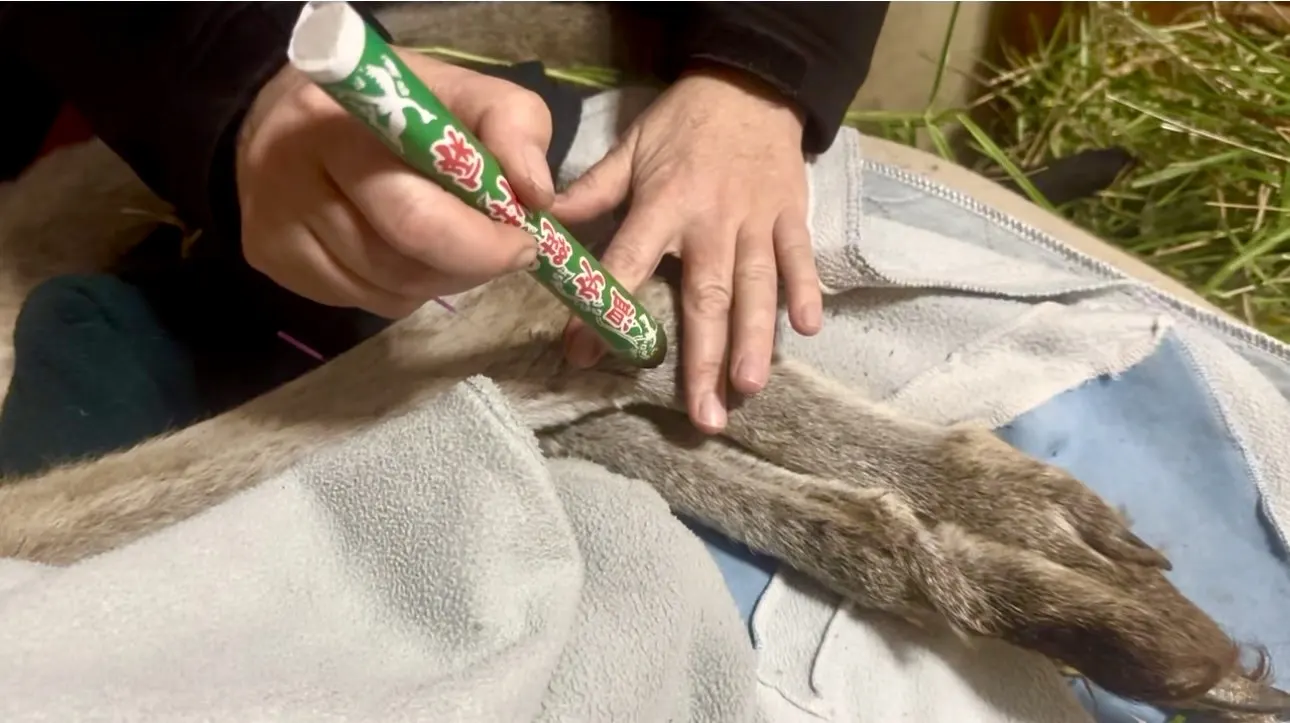 Moxibustion, a gentle warming therapy, during a home visit