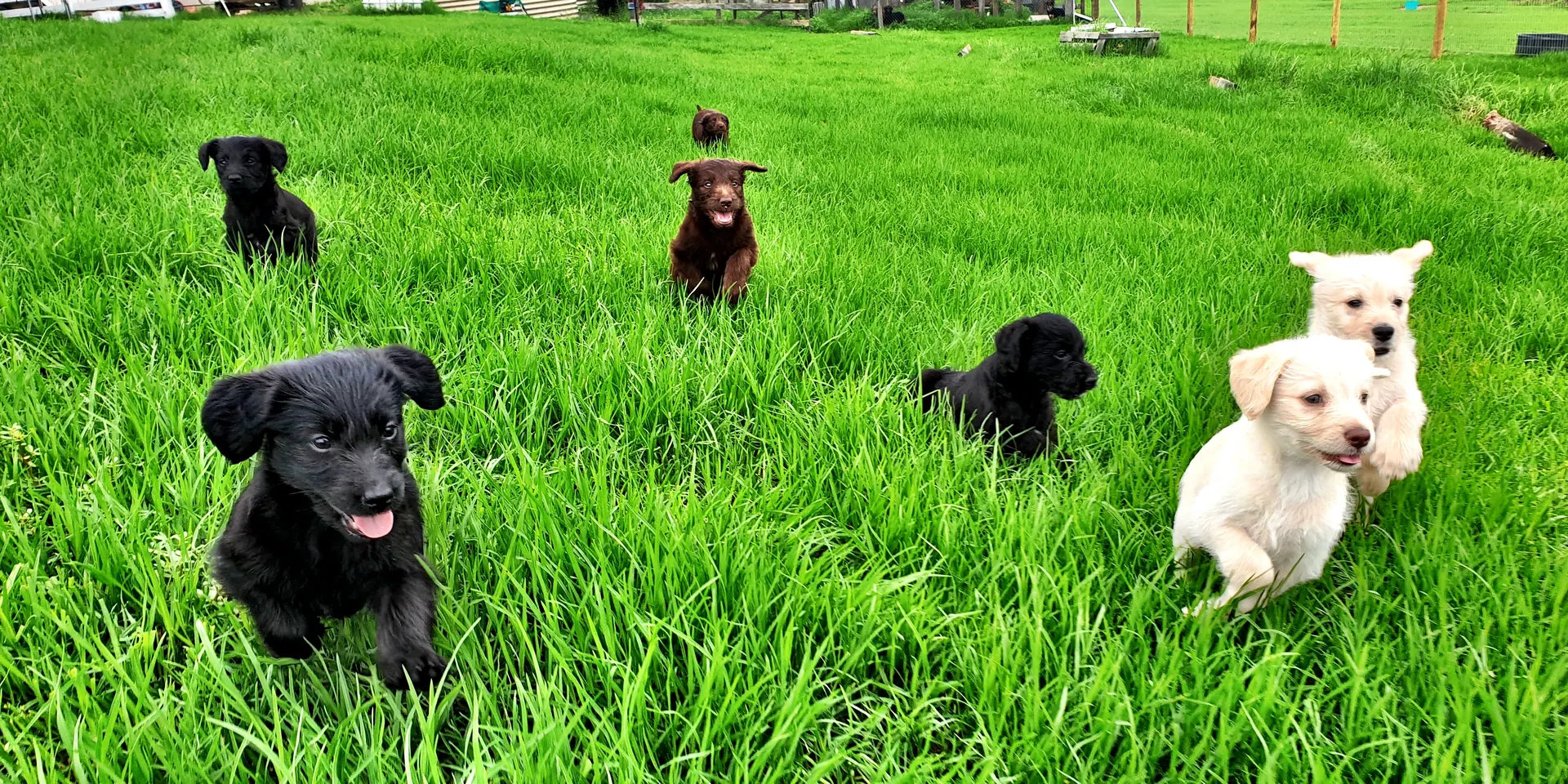 A litter of puppies in the grass