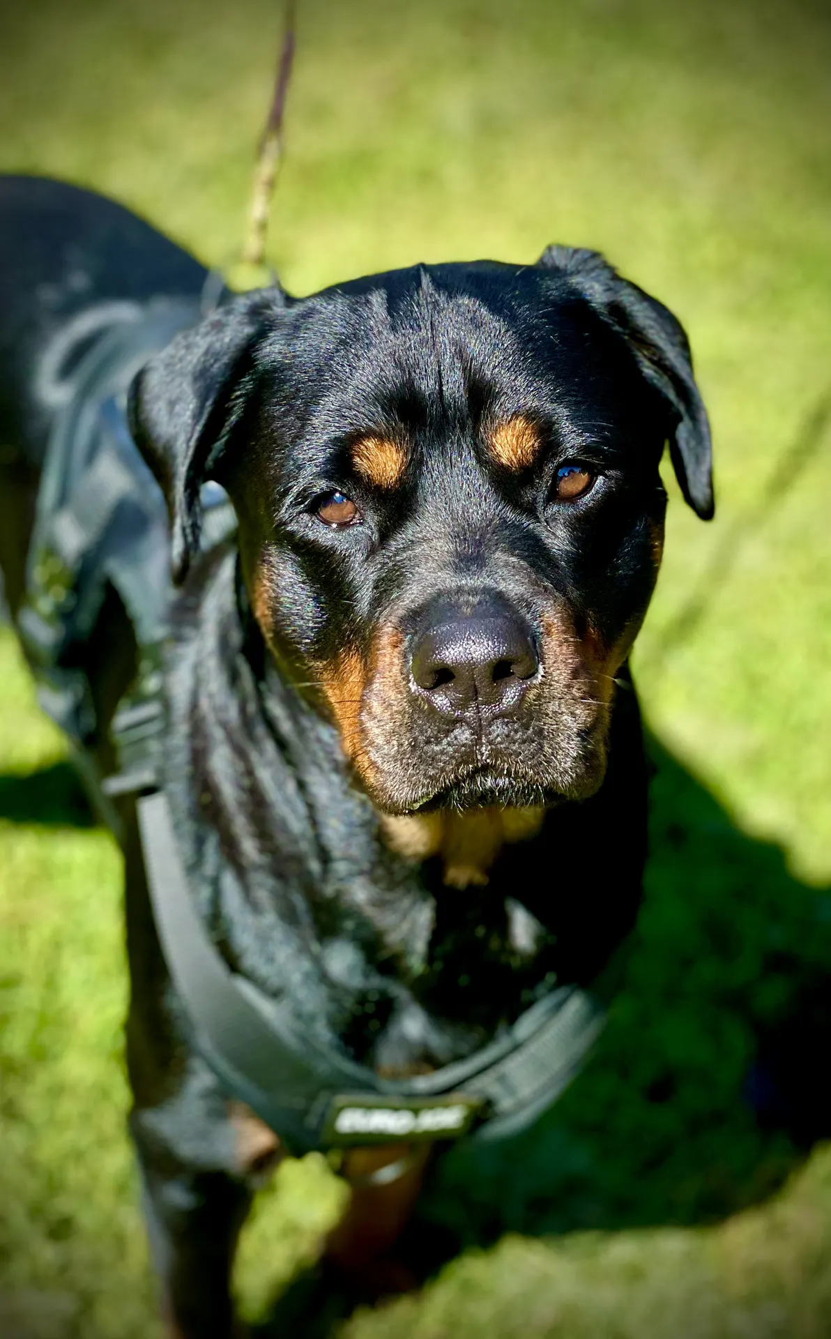 Rottweiler patient