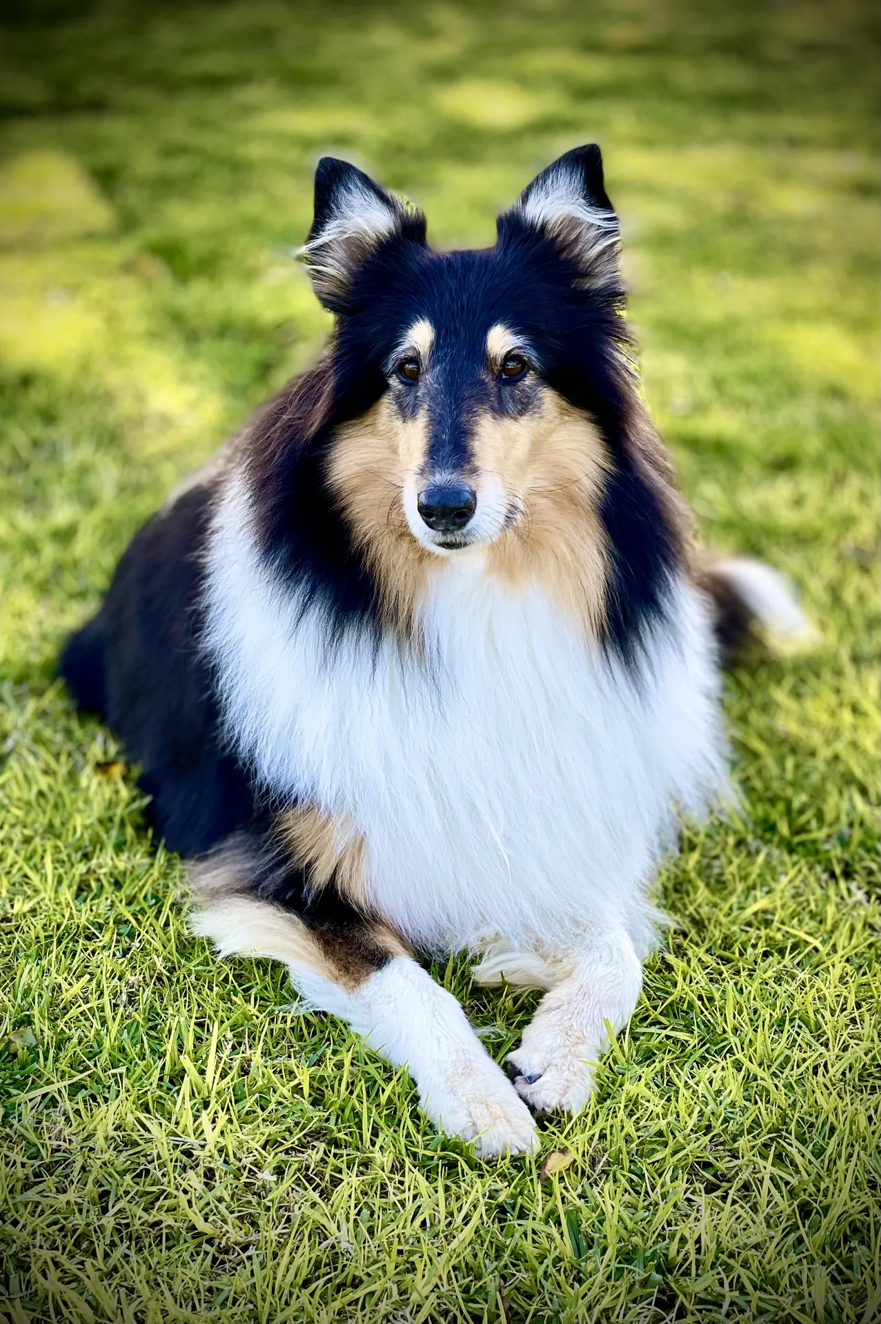 Rough collie patient