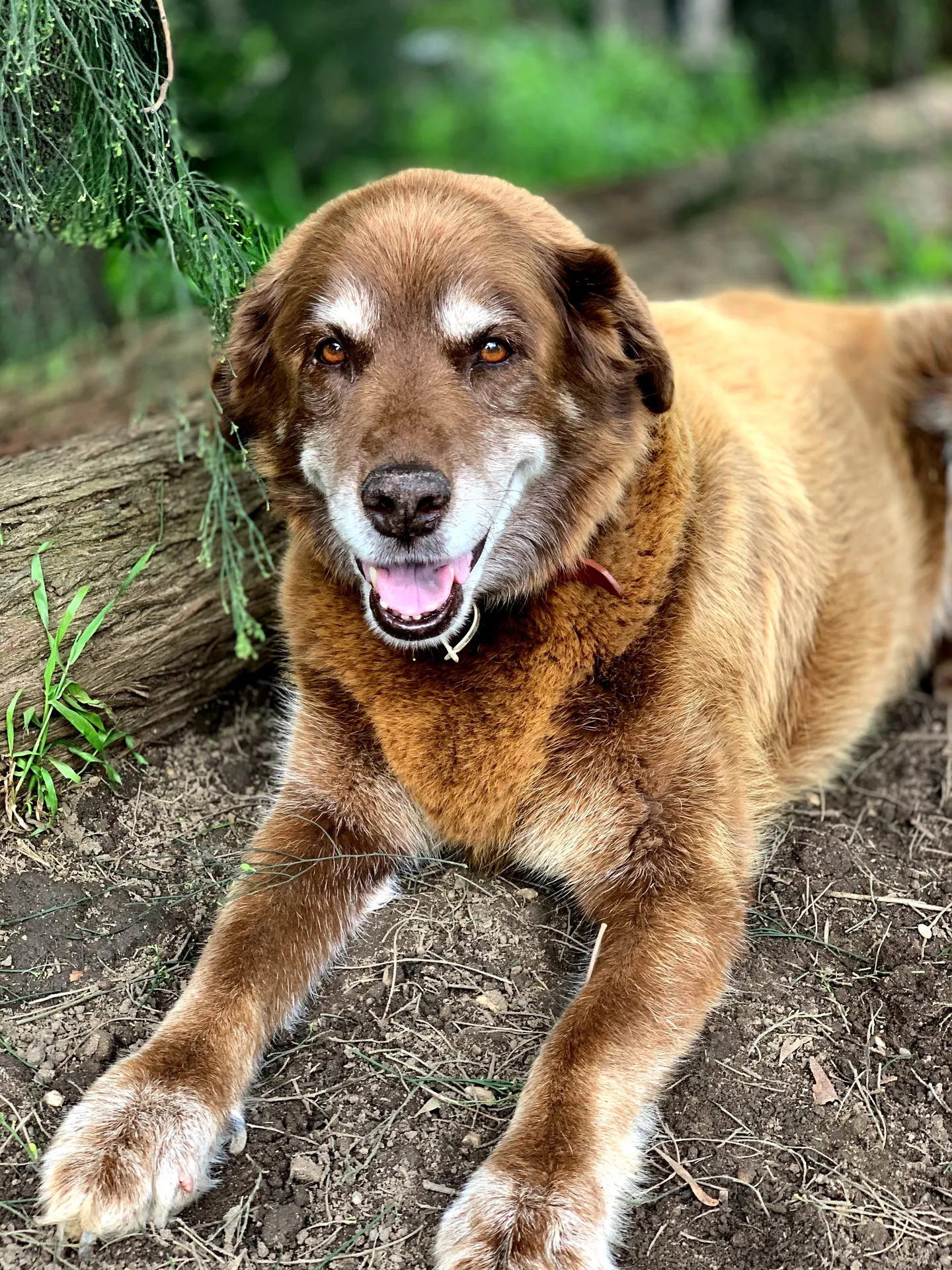 A senior dog resting in the shade