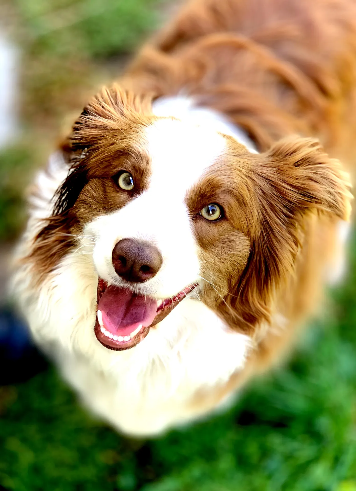 Smiling red Australian shepherd looking up