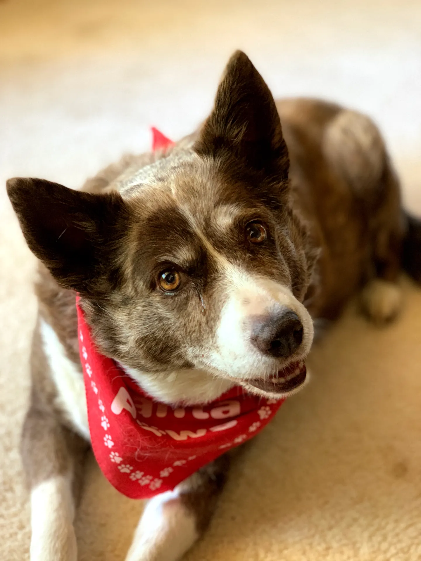 Senior border collie at home
