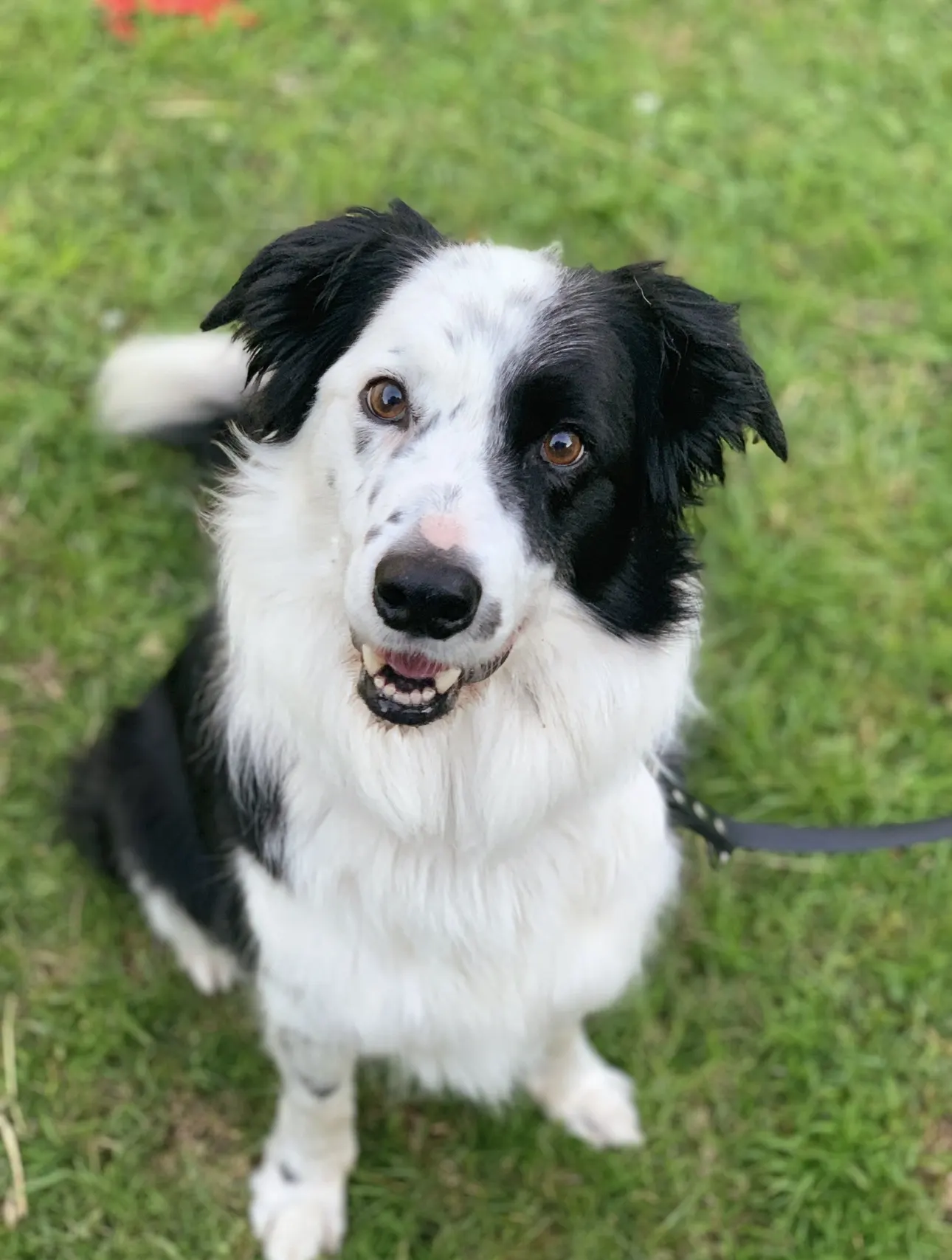 Border collie patient out in the yard