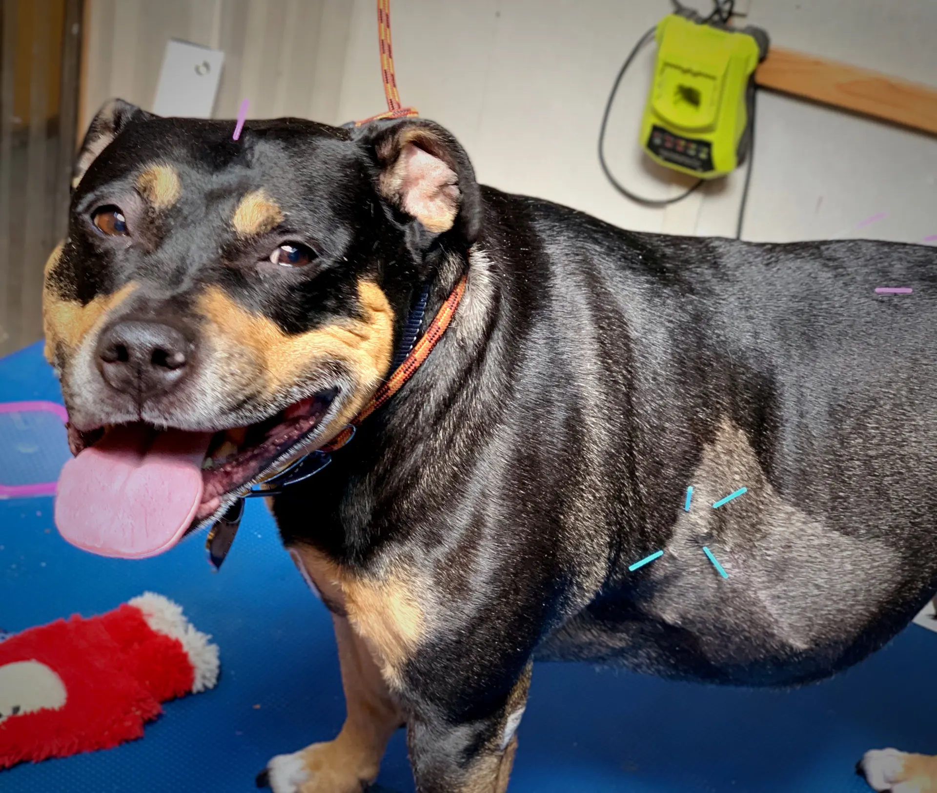A relaxed dog receiving acupuncture