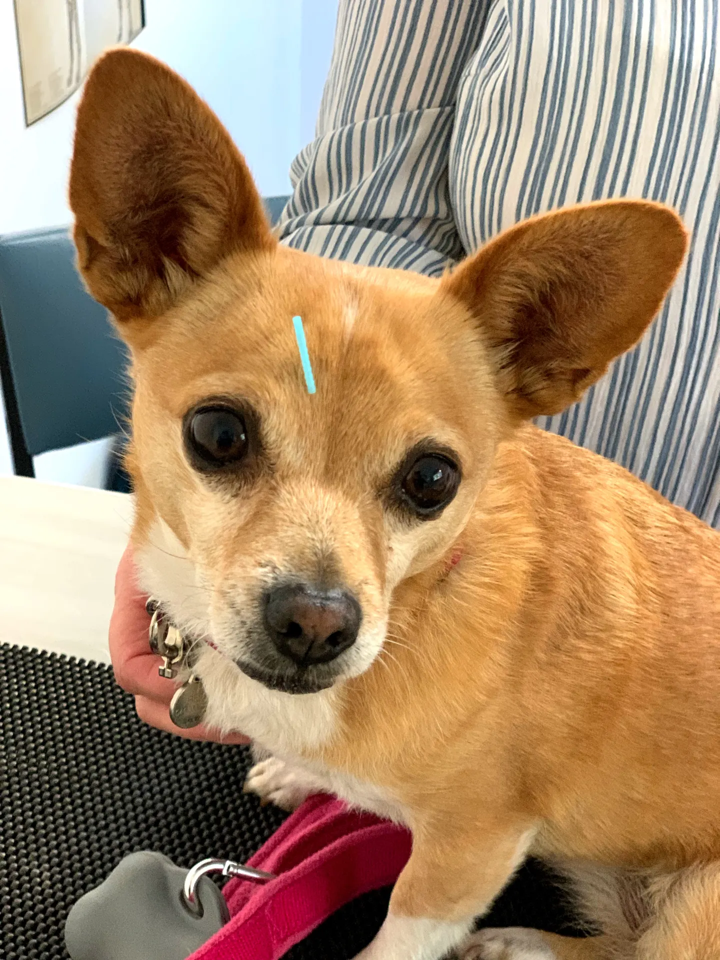 Chihuahua during an acupuncture treatment