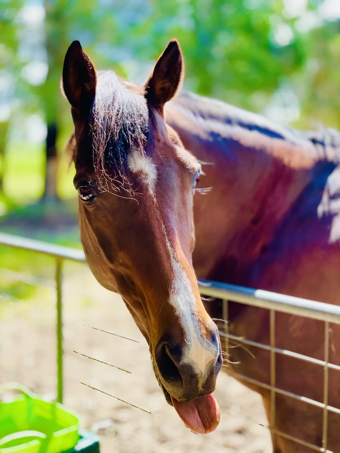Equine Acupuncture, Bowen Therapy &amp; Chinese Herbal Medicine