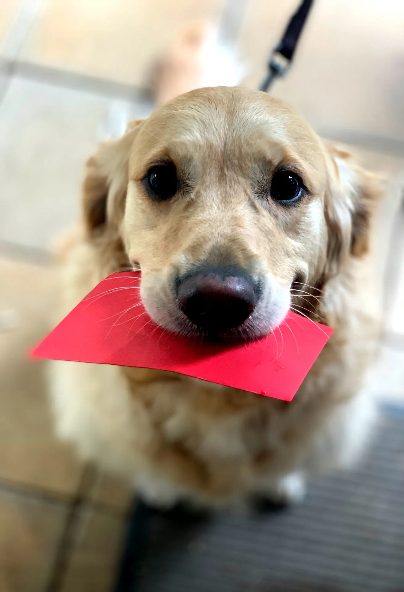 Golden retriever patient