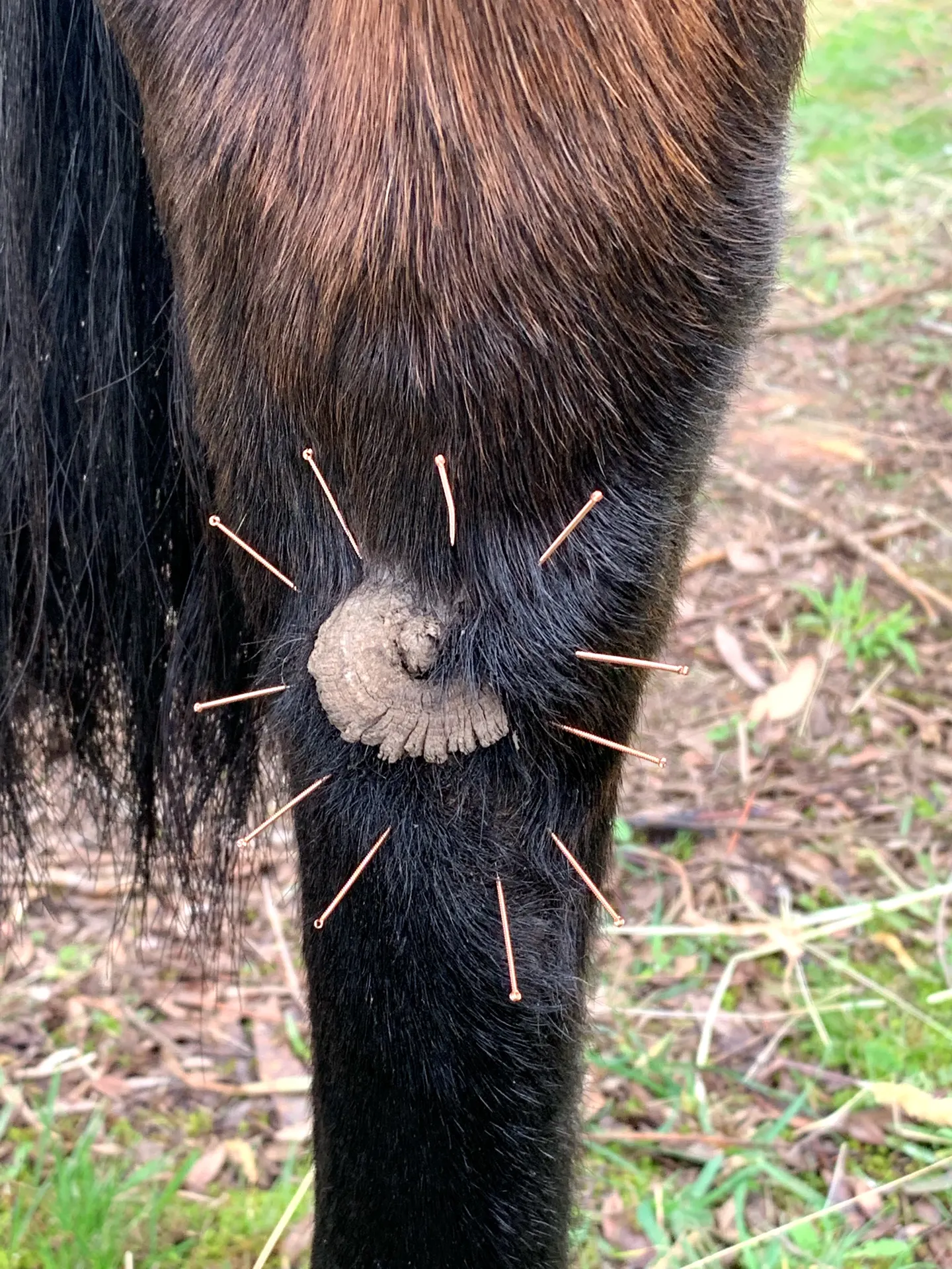 Acupuncture treatment for a horse