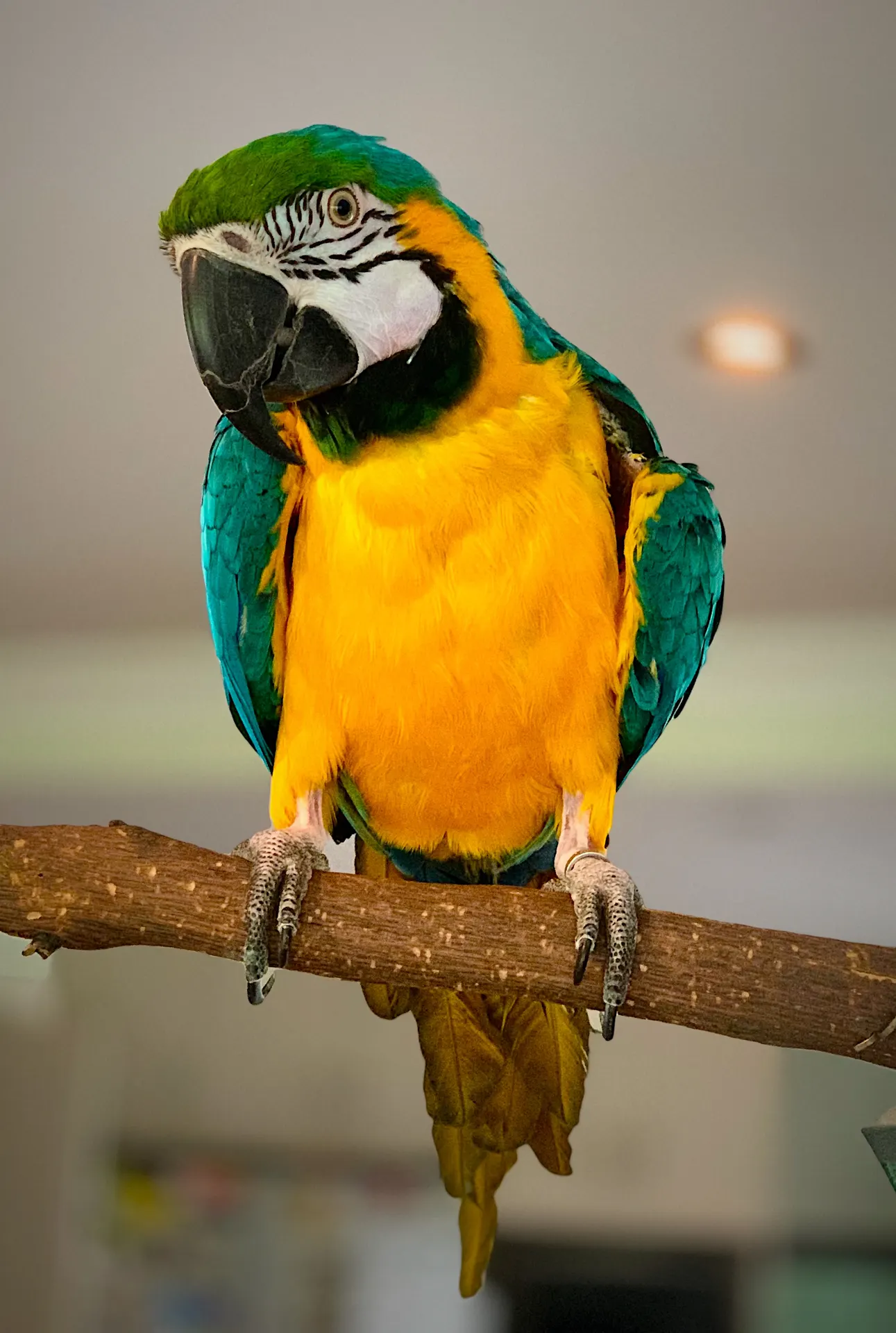 Blue and gold macaw patient