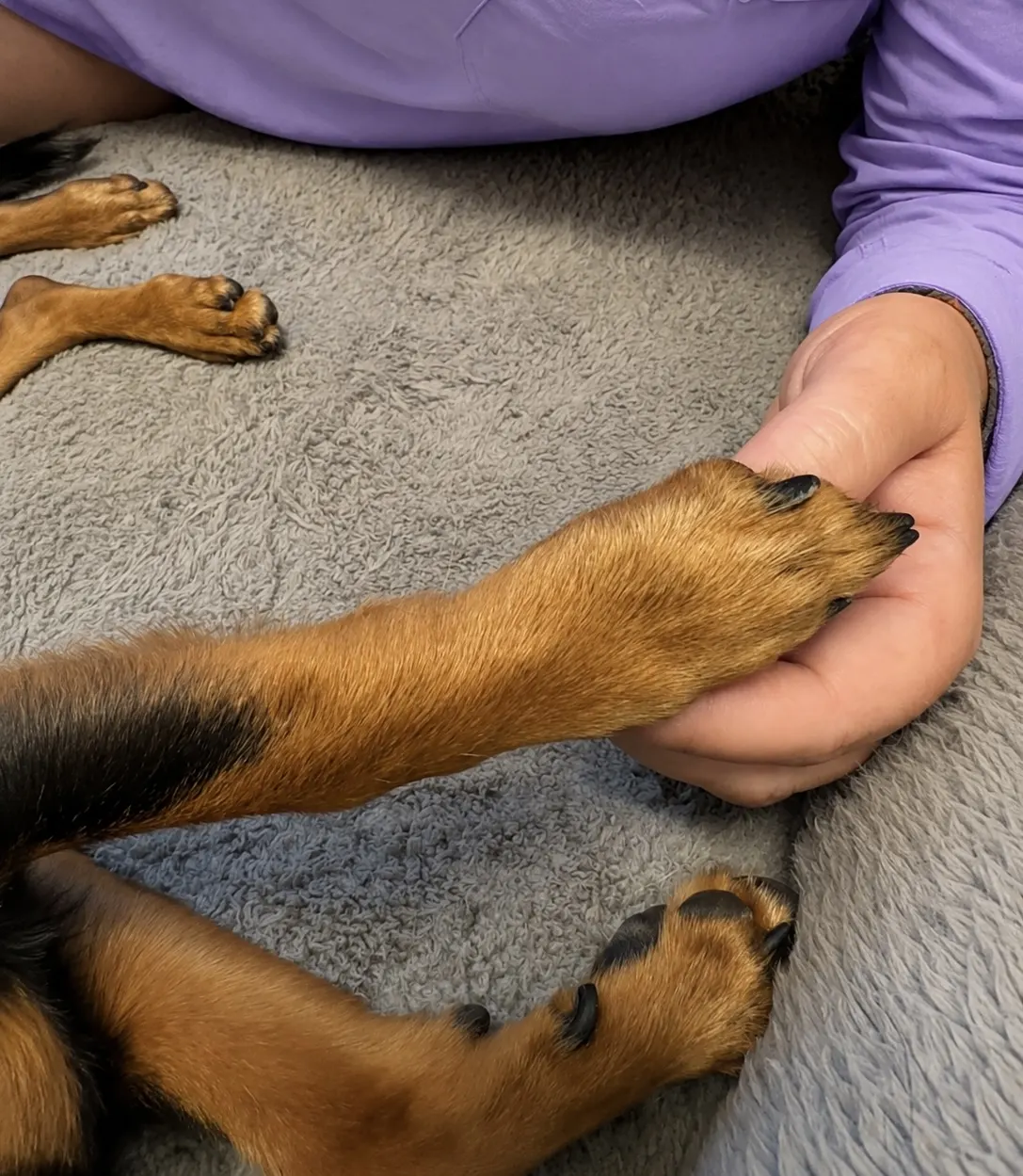 Compassionate In-Home Euthanasia