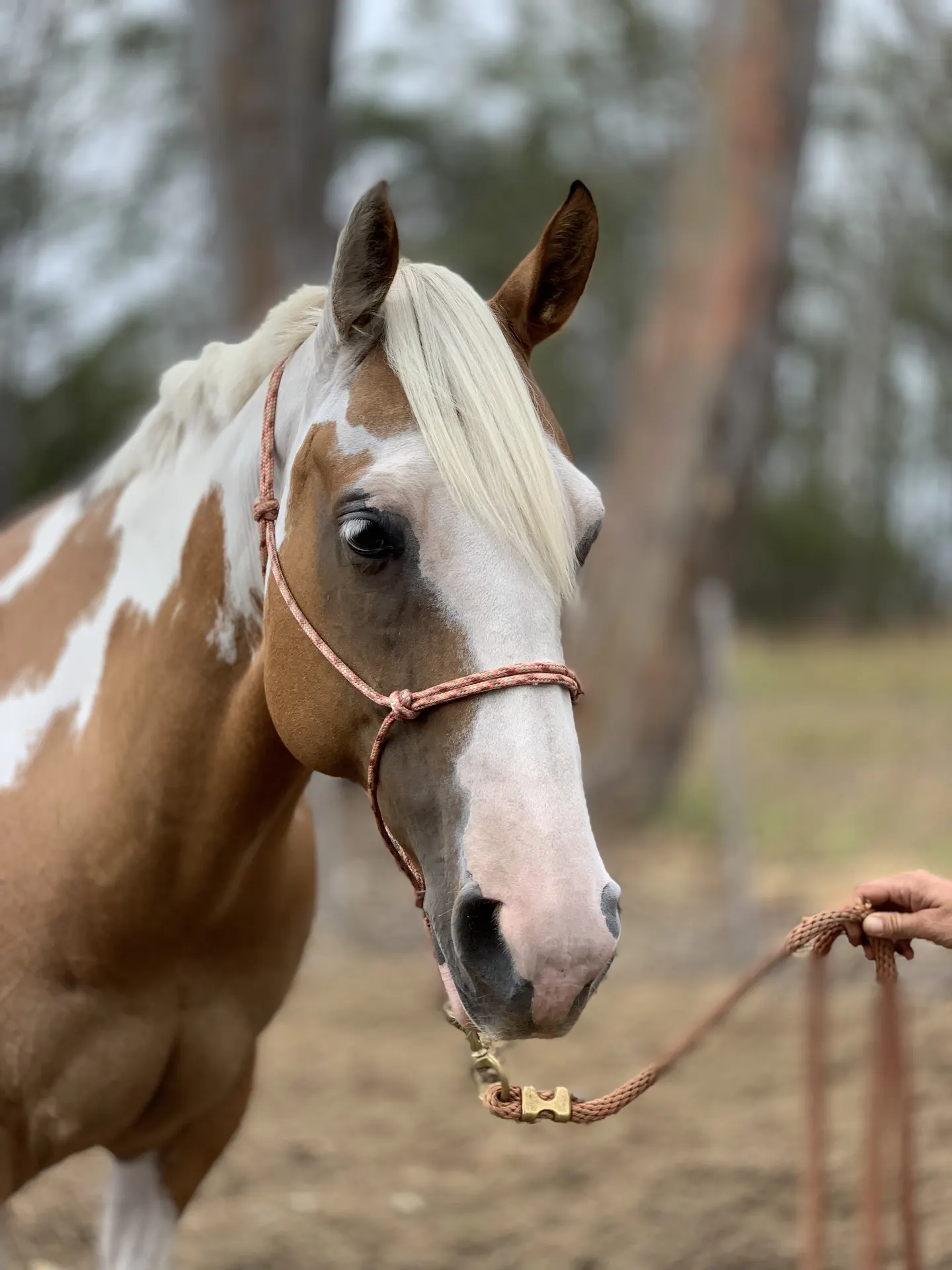 Palomino paint horse, an equine patient in Gippsland