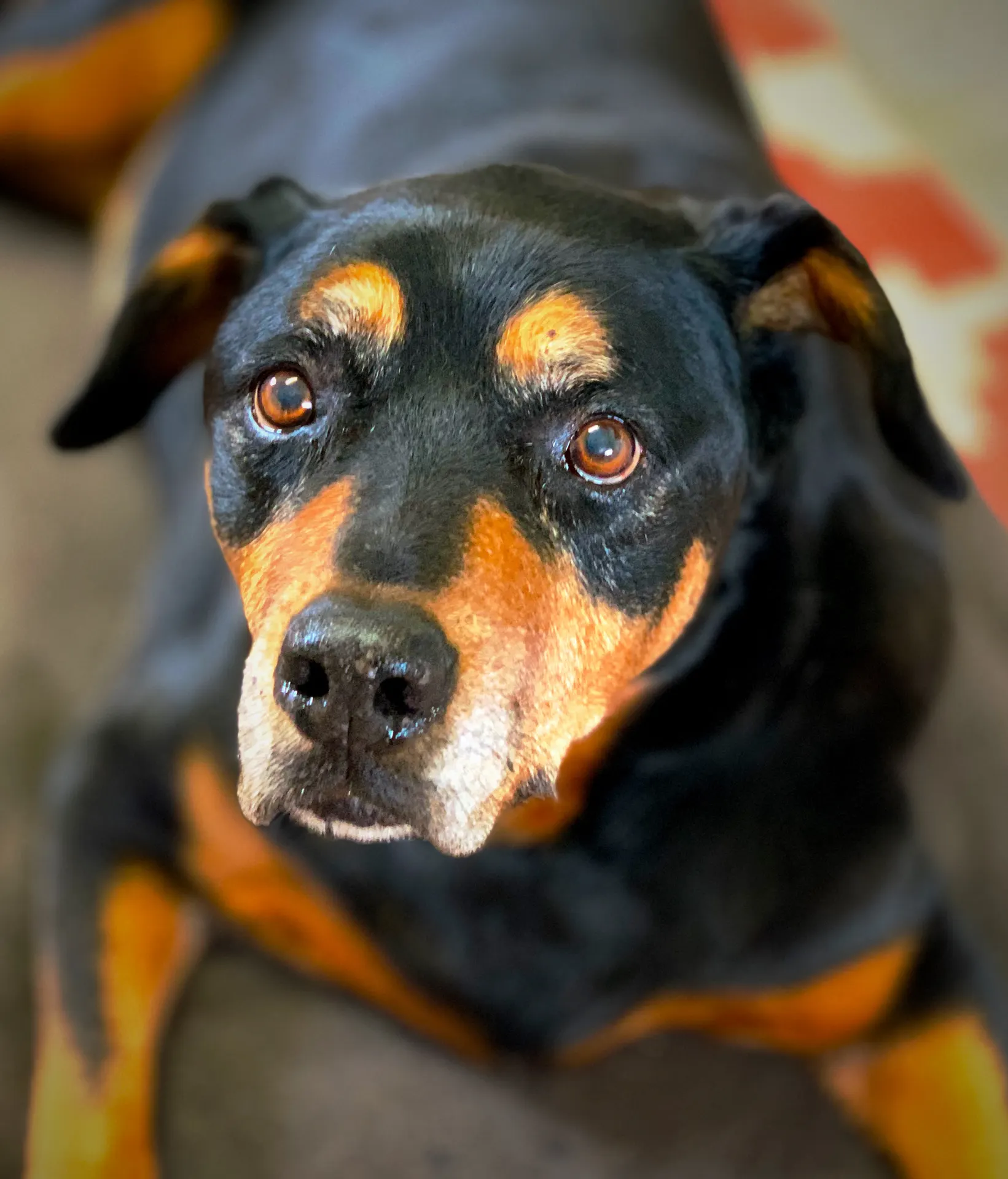 Rottweiler patient
