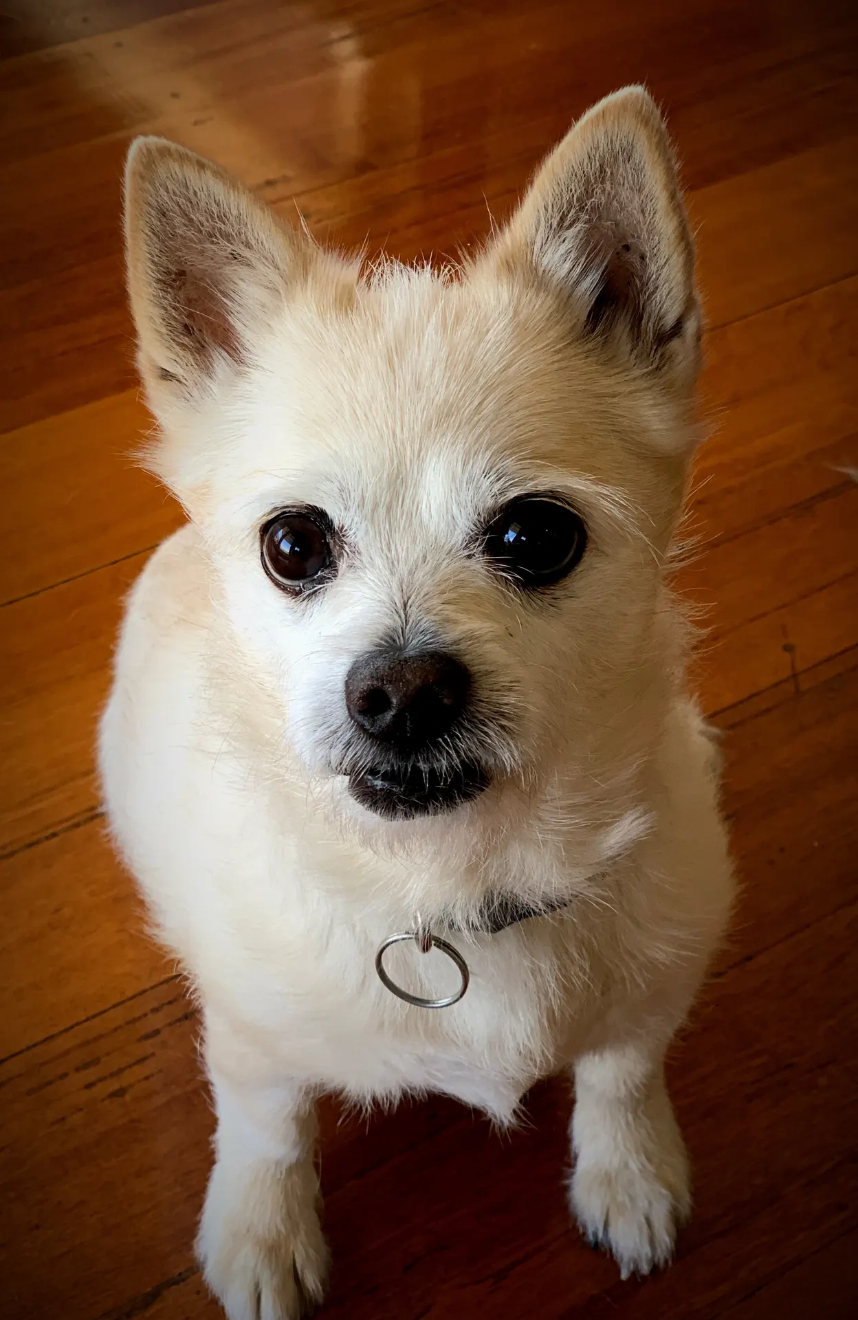 Small white terrier patient